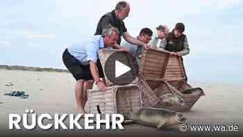 Seehunde ausgewildert: Drei Heuler kehren ins Wattenmeer zurück