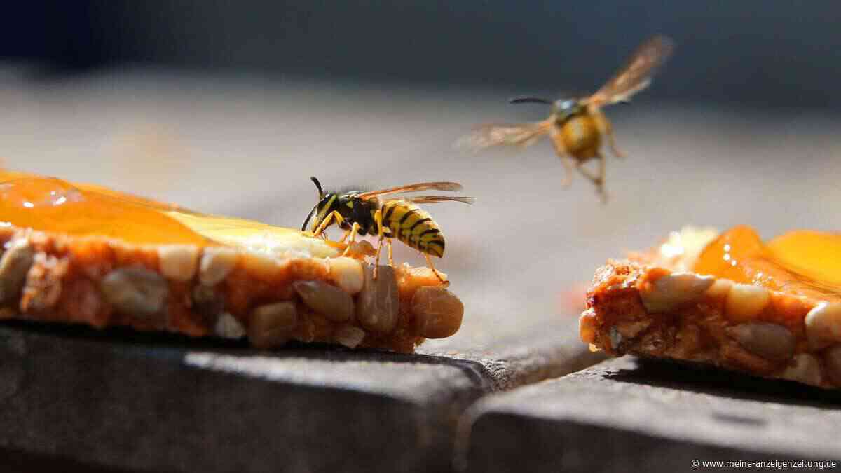 Erste Hilfe bei Bienen- und Wespenstichen: So geht’s richtig