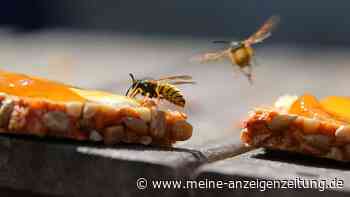 Erste Hilfe bei Bienen- und Wespenstichen: So geht’s richtig