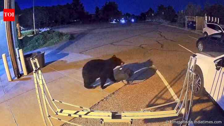 Hungry Bears Increasingly Enter Towns: Drought pushes them into homes; experts fear rising lethal encounters
