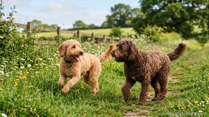 “Ho contattato una dogsitter online, si è barricata in casa con i miei cani, ha spento il telefono ed è sparita per 48 ore. Era una potenziale psicopatica”: il racconto