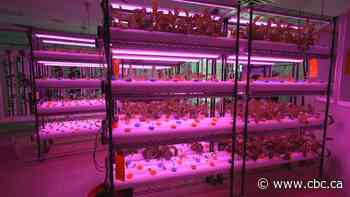 Business is booming at this indoor farm, but a labour shortage is forcing the owners to sell