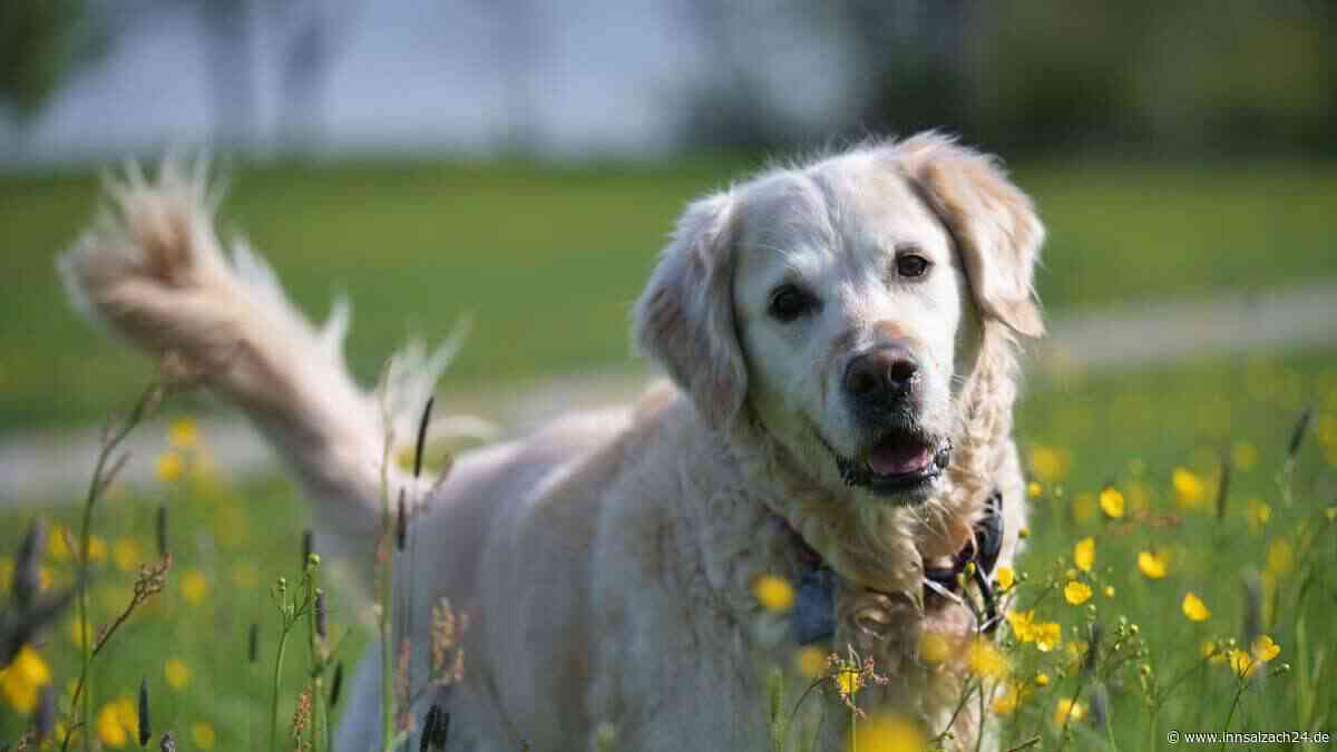Der liebste Hund der Welt? Wie dieser Golden Retriever Millionen rührt