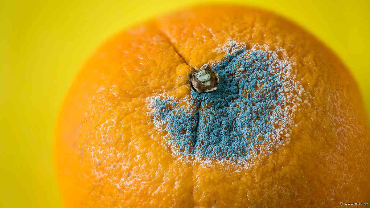 Selbst Abkochen hilft nicht: Was viele nicht über die Gefahr bei Schimmelpilzen wissen