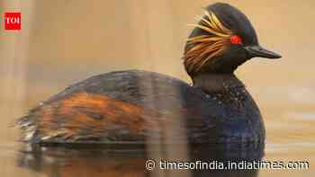 Once used for canal dredgings, this English site now shelters 35 pairs of rare grebes