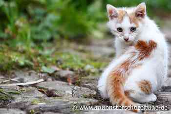 Straßenkatzen im Münsterland: Was hilft gegen das Tierleid?