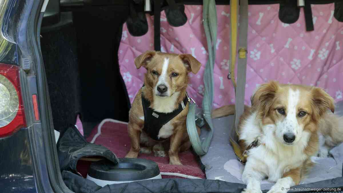 Blutige Nase bei der Suche: Der Einsatz der Helmstedter Spürnasen