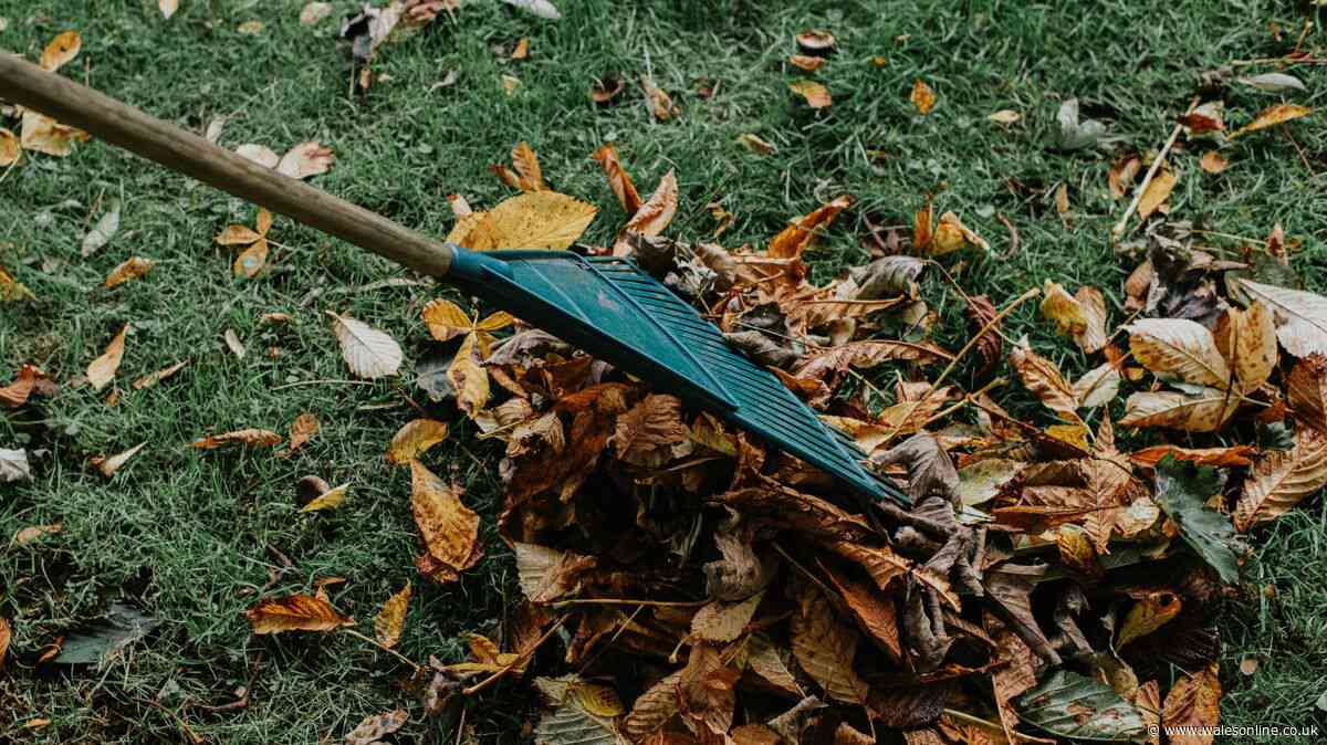 Welsh gardeners urged to do 5 simple tasks that make a ‘huge difference'