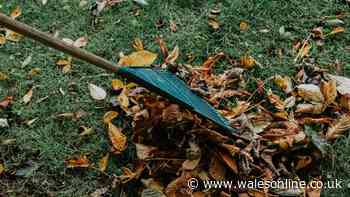 Welsh gardeners urged to do 5 simple tasks that make a ‘huge difference'