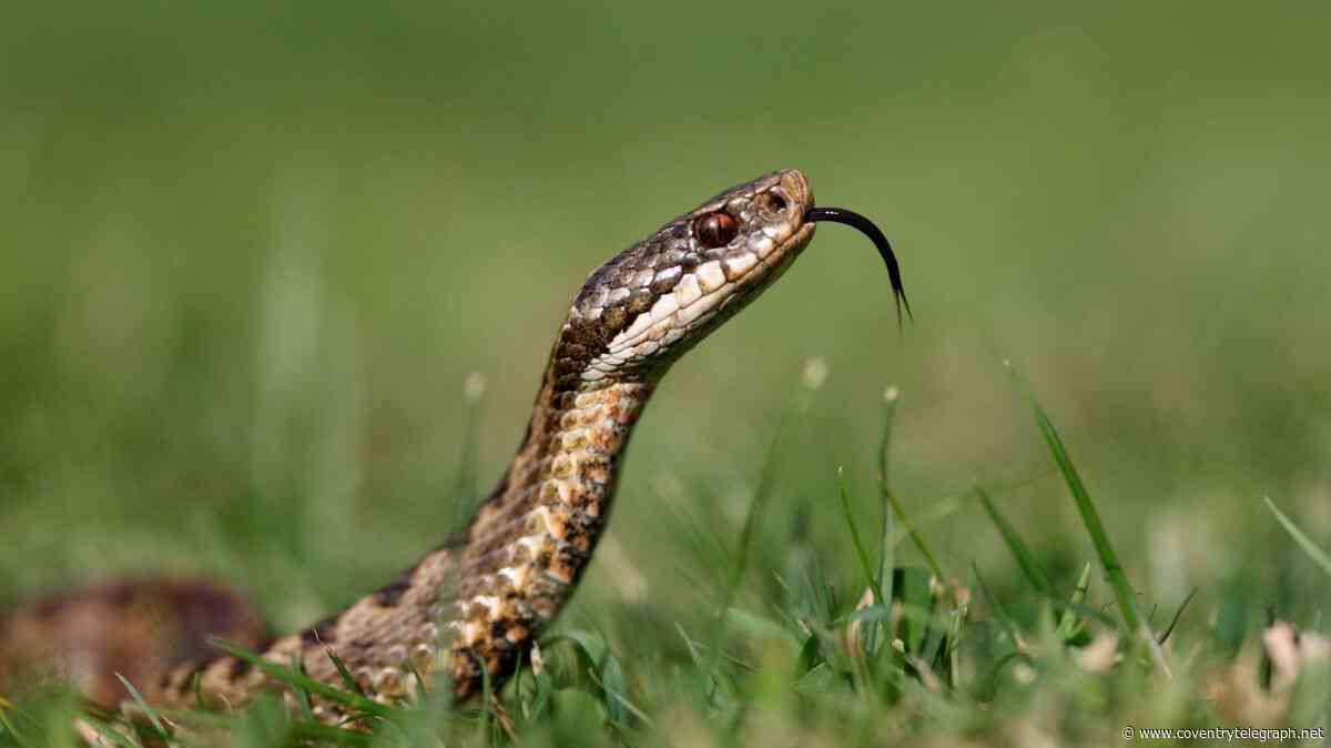 Adders extinct in Warwickshire: Britain's only venomous snake lost to habitat loss