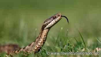 Adders extinct in Warwickshire: Britain's only venomous snake lost to habitat loss
