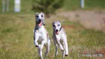 Windhunde mit Speed und Kuschelfaktor – Whippets im Porträt
