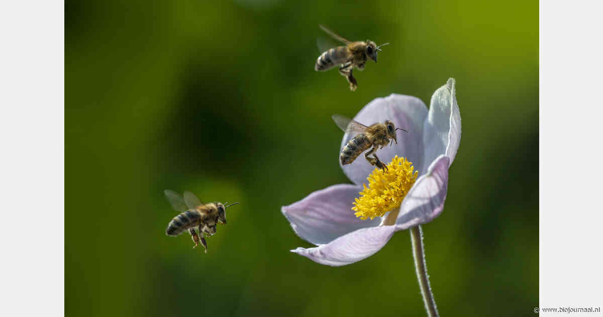 Vlaanderen brengt biodiversiteit op landbouwgrond systematisch in kaart