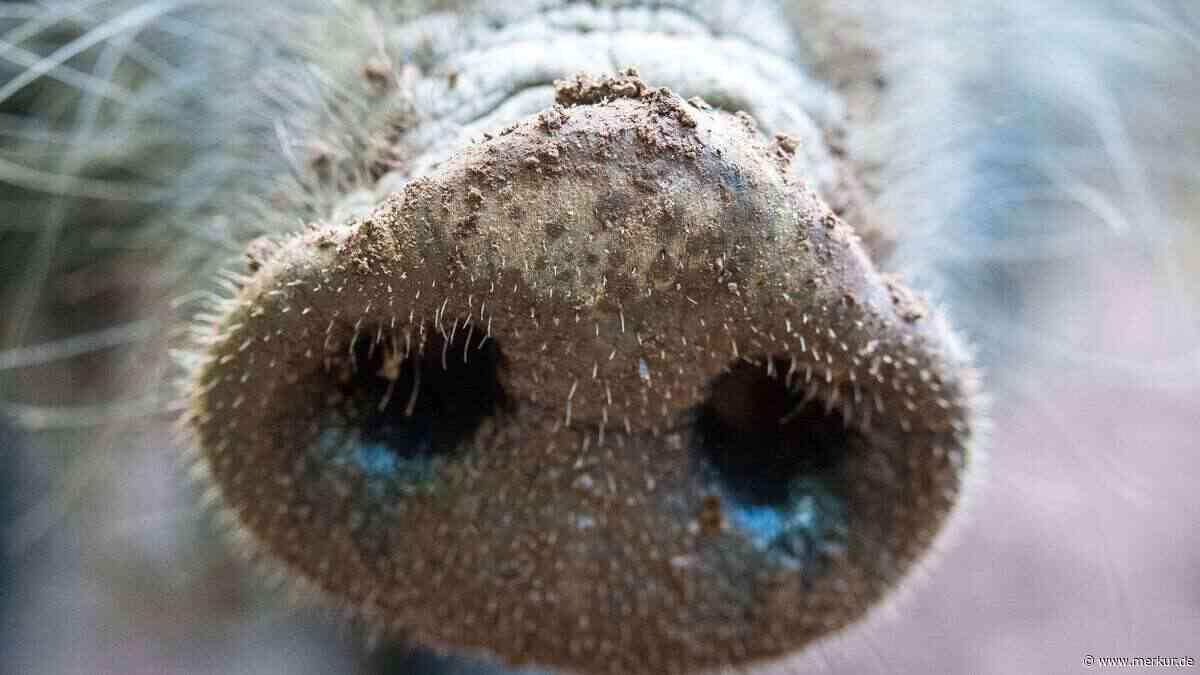 Wildschweine in Rom sind Alltag – doch jetzt droht die Schweinepest vor den Toren der Stadt