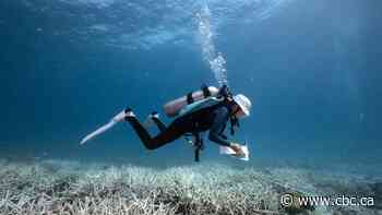 Coral skeletons keep record of stronger El Niños, new research finds