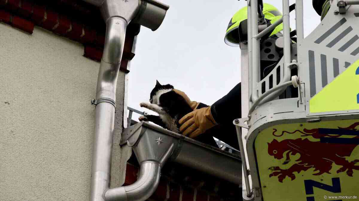 Tierische Notfälle: Wenn Pferd und Katze Hilfe brauchen