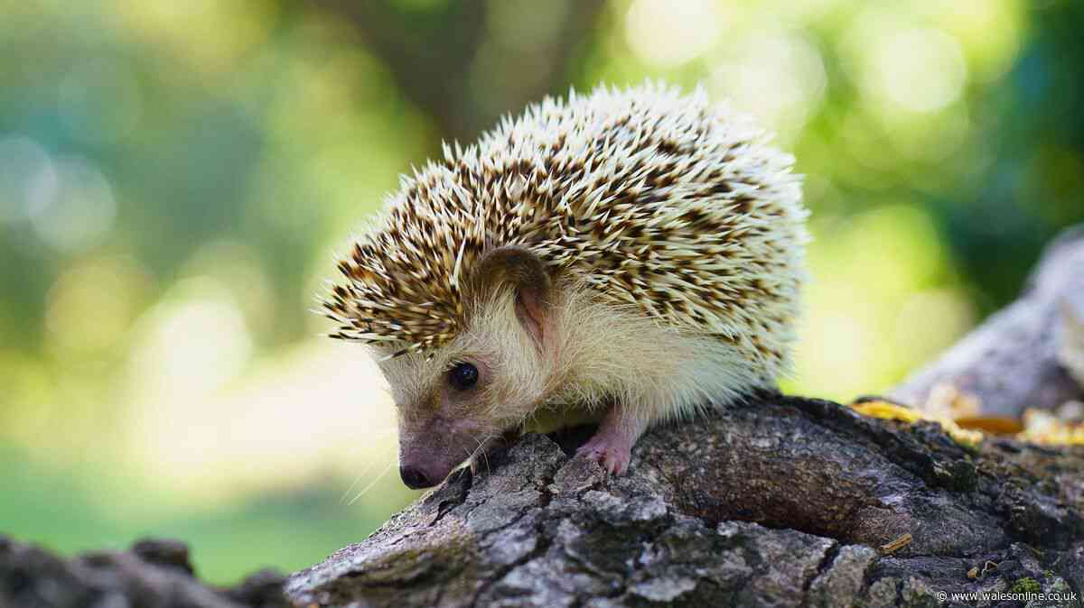 Hedgehogs will visit garden regularly if 1 item is stored outside in September