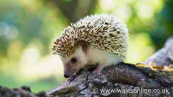 Hedgehogs will visit garden regularly if 1 item is stored outside in September