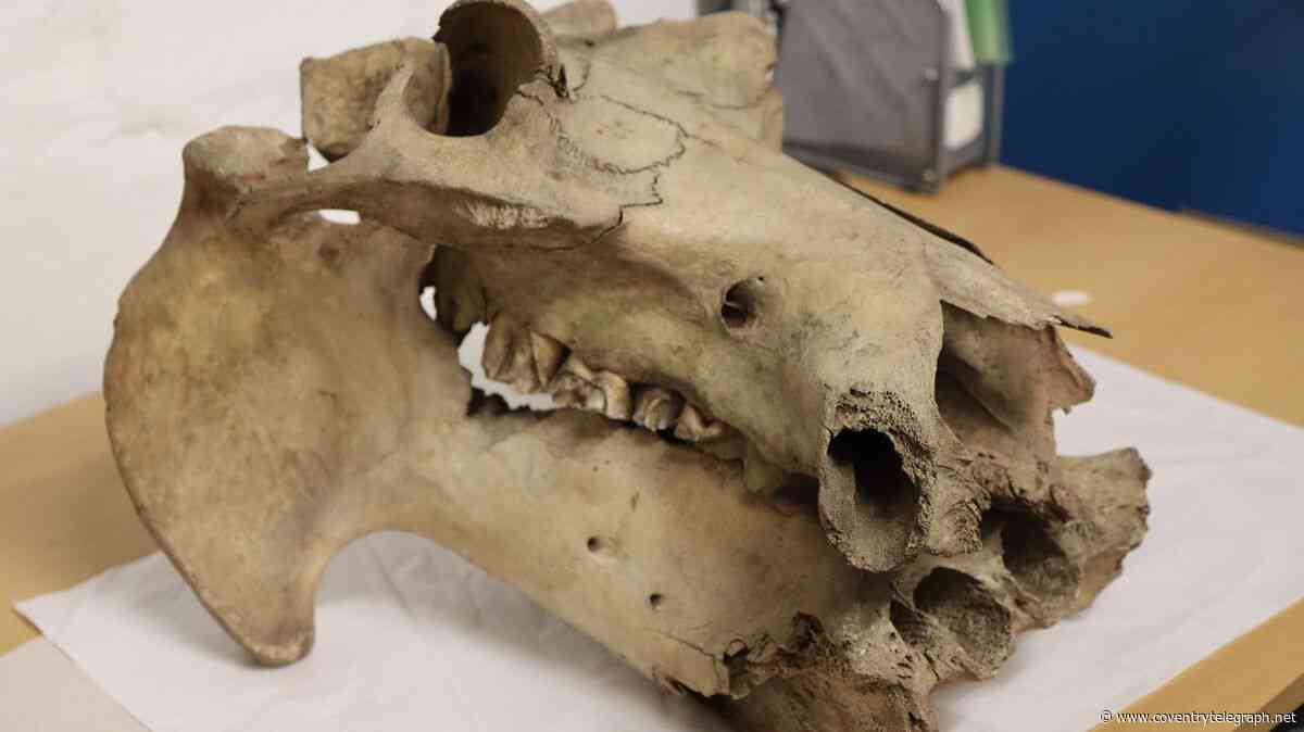 The strange tale of a hippo skull unearthed in Coventry 100 years ago this summer