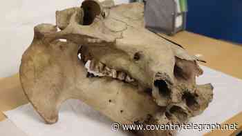 The strange tale of a hippo skull unearthed in Coventry 100 years ago this summer