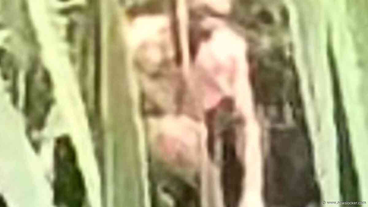 Vrouw (25) beweert Bigfoot gezien te hebben tijdens wandeling: ’Kreeg er de kriebels van’