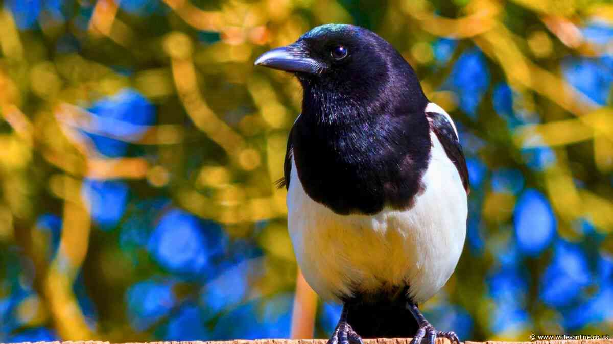 Magpies will stop bullying birds out of gardens if you hang up everyday household item