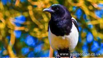 Magpies will stop bullying birds out of gardens if you hang up everyday household item