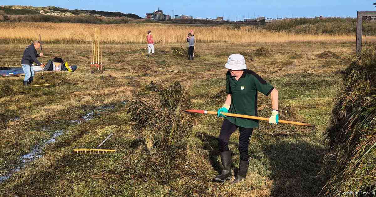 Vrijwilligers steken handen uit de mouwen voor zeldzame natuur op Kennemerstrand