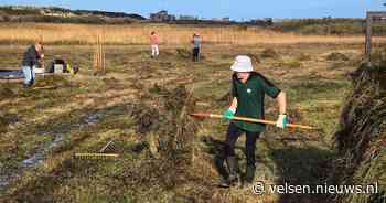 Vrijwilligers steken handen uit de mouwen voor zeldzame natuur op Kennemerstrand