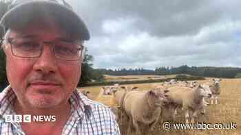 Farmers grieving over bluetongue urged to talk