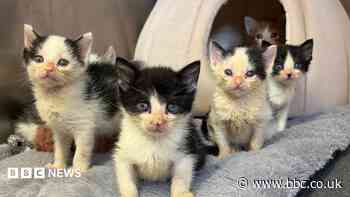 Kitten season hits animal rescuers with 'a bang'