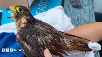 Injured peregrine falcon rescued from cliff rocks