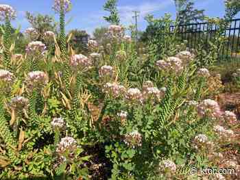 How to care for your landscape in the dry weather