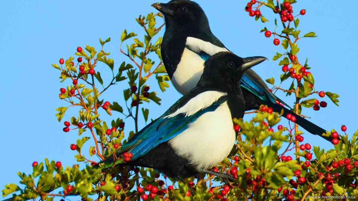 Magpies will stop chasing birds from bird feeders if you put one simple item in your garden
