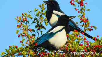 Magpies will stop chasing birds from bird feeders if you put one simple item in your garden
