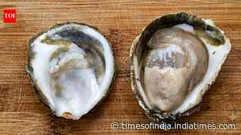 Scientists uncover how oysters survive while carrying deadly bacteria