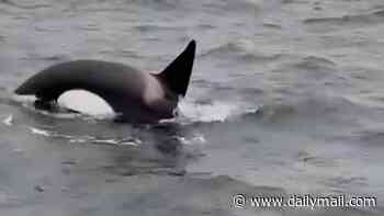 Moment orcas rip sailing yacht's rudder to pieces in latest attack off Spanish coast
