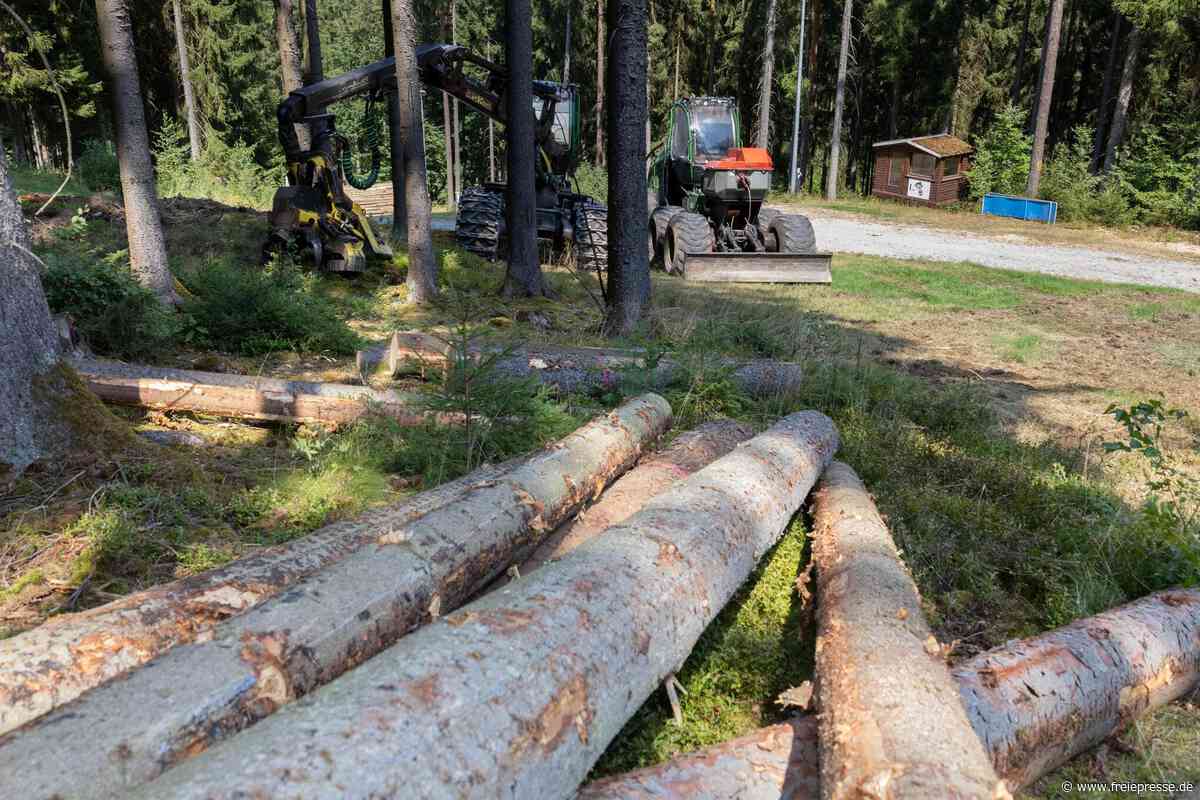 Holzeinschlag in Markneukirchen: Was dieses Jahr noch geplant ist
