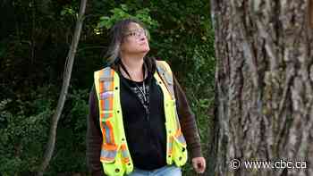Alberta municipalities on alert as Dutch elm disease cases increase in province