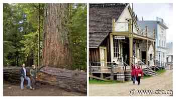 Search for B.C.'s best roadside attraction: Finals, Cathedral Grove vs. Barkerville