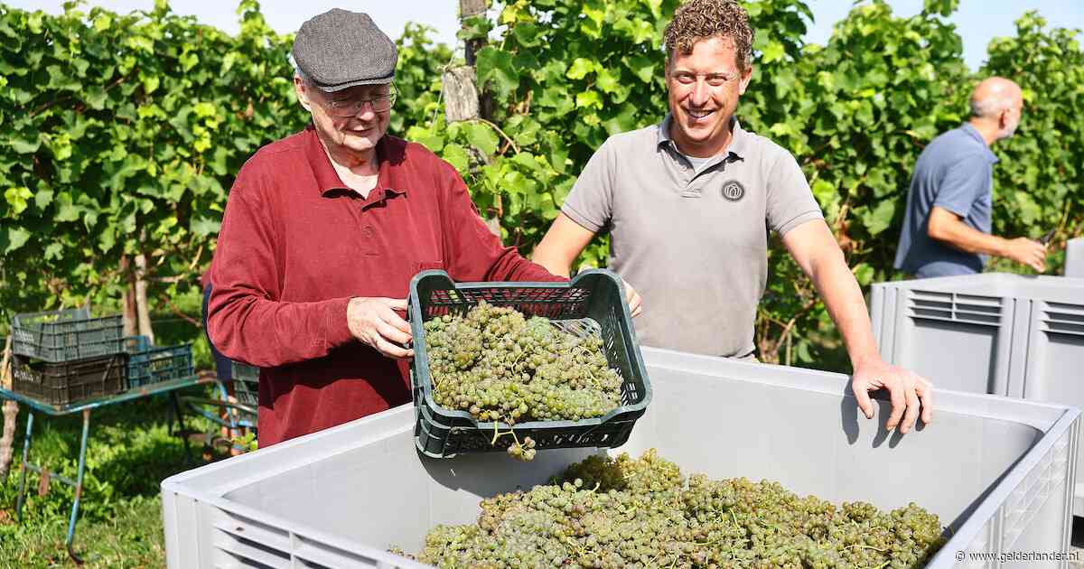 Druivenoogst breekt ongekend record: ‘We plukken nu al eind augustus’