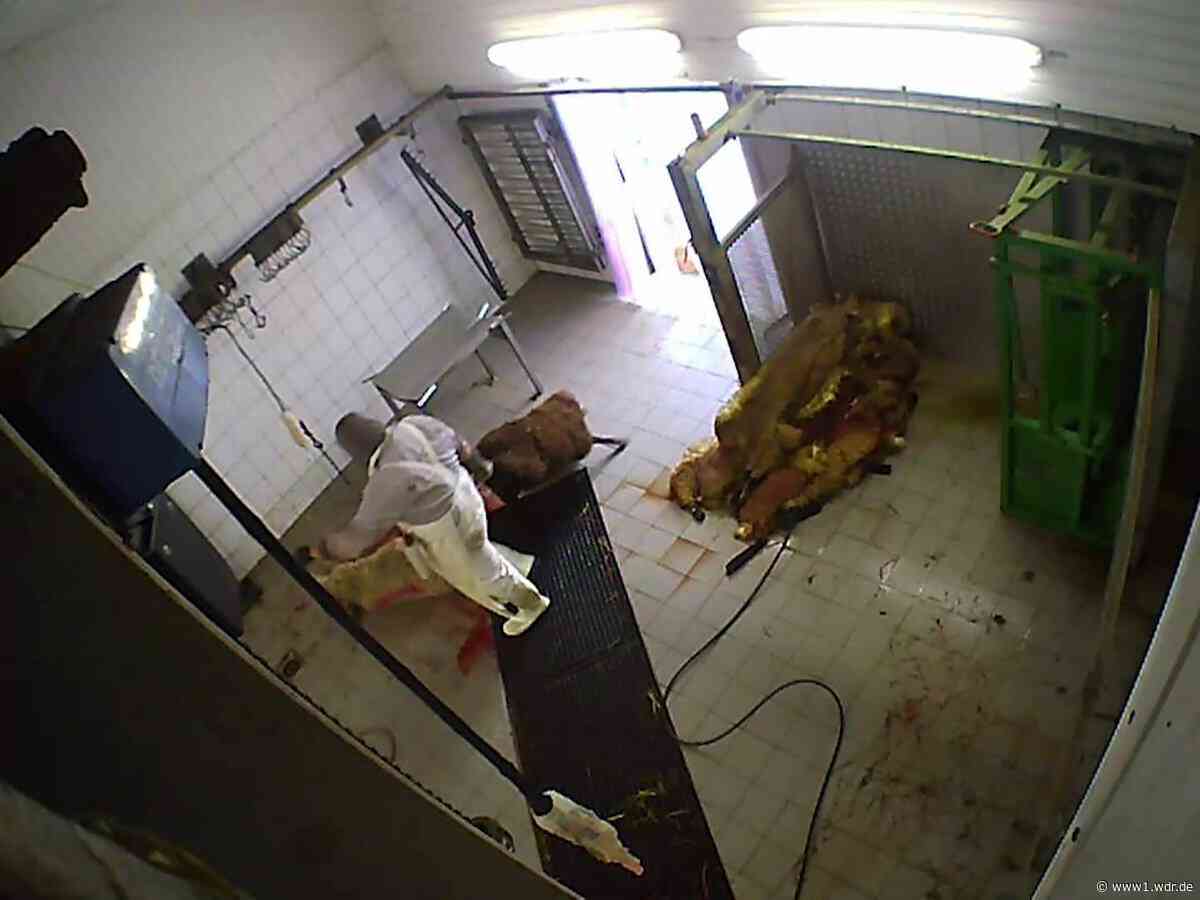 Schlachthof Hürth: Tierquälerei-Verfahren eingestellt