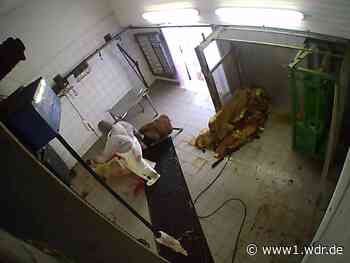 Schlachthof Hürth: Tierquälerei-Verfahren eingestellt
