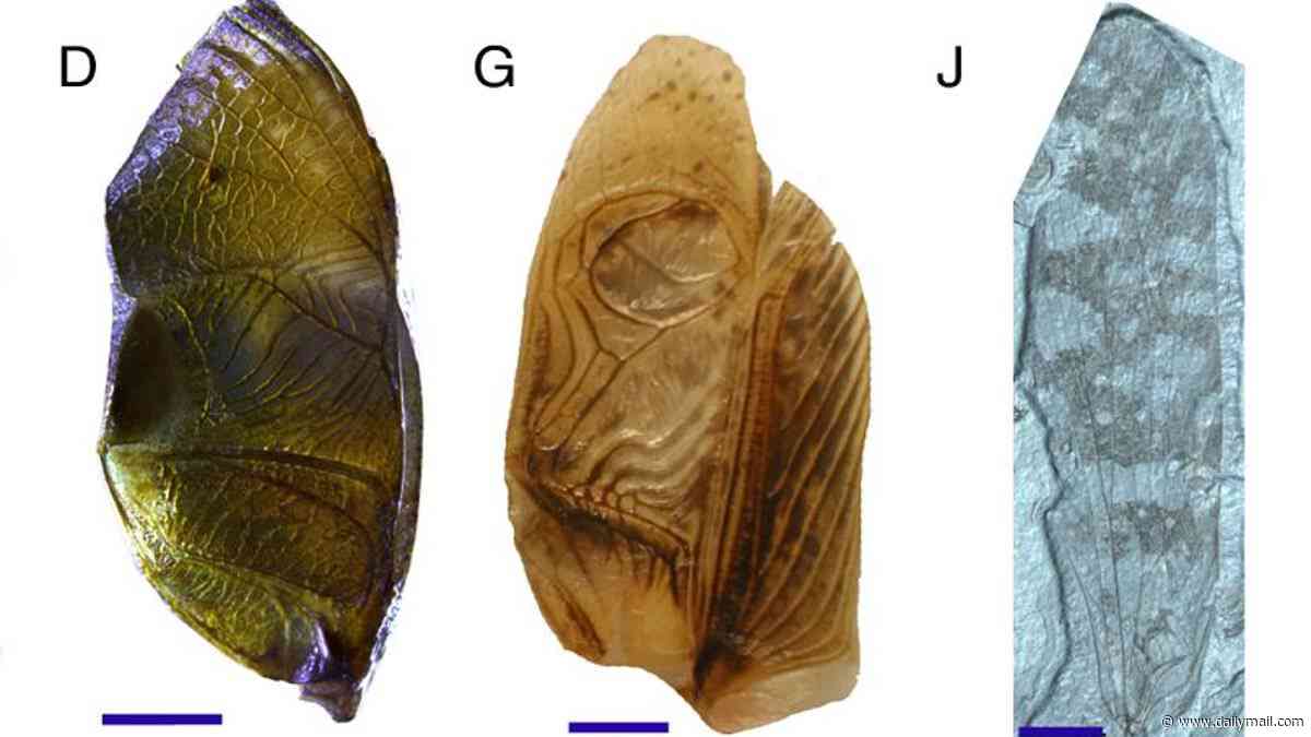 Listen to the sound of the Jurassic: Scientists recreate the eerie calls that echoed through forests 165 million years ago
