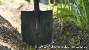 Stauden im Ausverkauf: Günstig online kaufen und den Garten neu bepflanzen