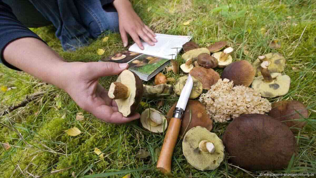 Pilzsammler drehen den Fund sofort um – aus diesem Grund