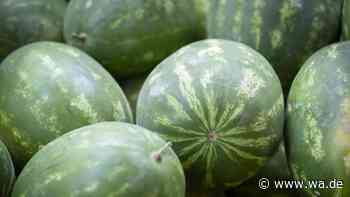 Melonen vom eigenen Feld pflücken: Das Sommerobst wächst jetzt auch in Deutschland