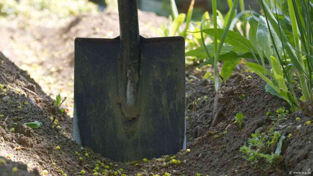 Stauden im Ausverkauf: Günstig online kaufen und den Garten neu bepflanzen