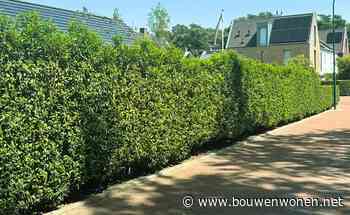 Meer sfeer, privacy en leven in de tuin met een Portugese laurier haag