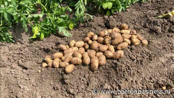 Grofte in aardappelen blijft fors achter